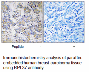 Product image for RPL37 Antibody