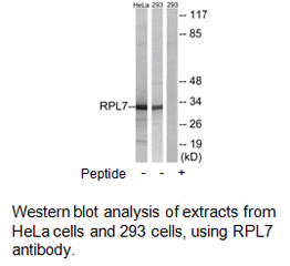 Product image for RPL7 Antibody