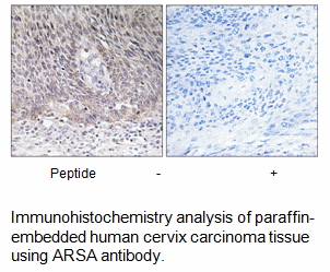 Product image for ARSA Antibody