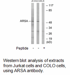 Product image for ARSA Antibody
