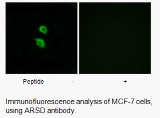 Product image for ARSD Antibody