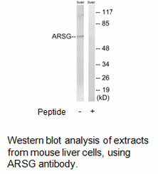 Product image for ARSG Antibody
