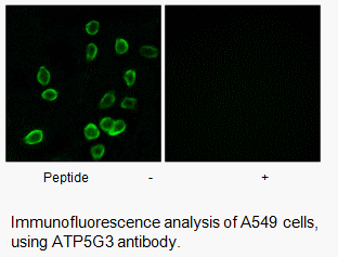 Product image for ATP5G3 Antibody