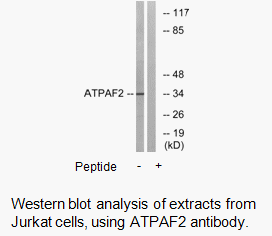 Product image for ATPAF2 Antibody