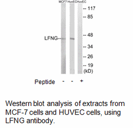 Product image for LFNG Antibody
