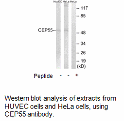 Product image for CEP55 Antibody