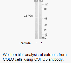 Product image for CSPG5 Antibody