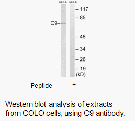 Product image for C9 Antibody