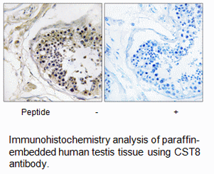 Product image for CST8 Antibody
