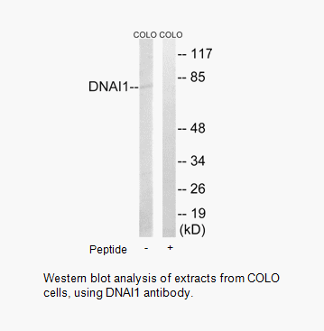 Product image for DNAI1 Antibody