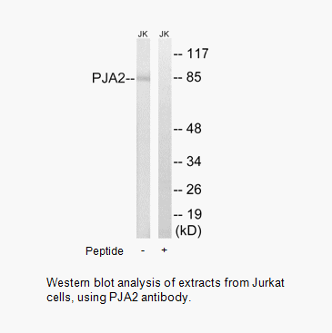 Product image for PJA2 Antibody