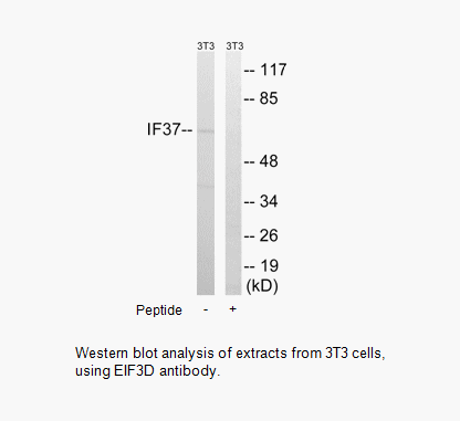 Product image for EIF3D Antibody
