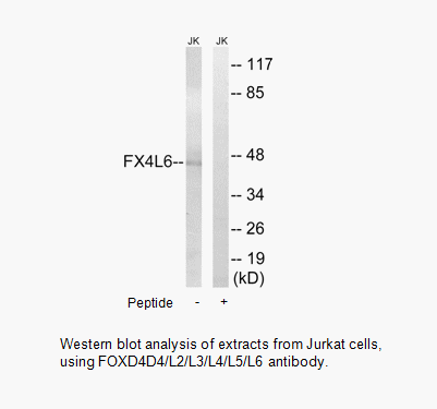 Product image for FOXD4D4/L2/L3/L4/L5/L6 Antibody