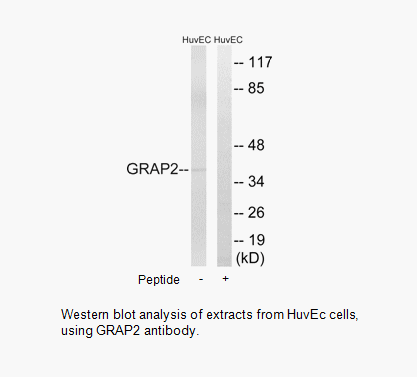 Product image for GRAP2 Antibody
