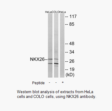 Product image for NKX26 Antibody