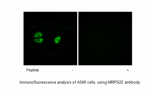 Product image for MRPS22 Antibody