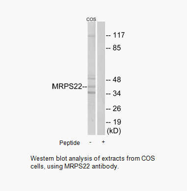 Product image for MRPS22 Antibody