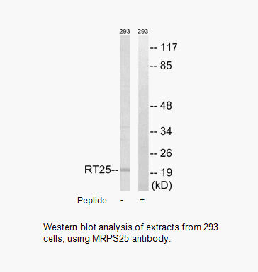 Product image for MRPS25 Antibody
