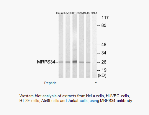 Product image for MRPS34 Antibody