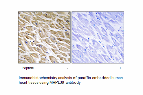 Product image for MRPL39 Antibody