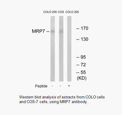 Product image for MRP7 Antibody
