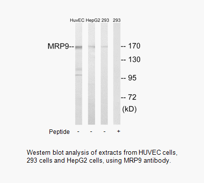 Product image for MRP9 Antibody