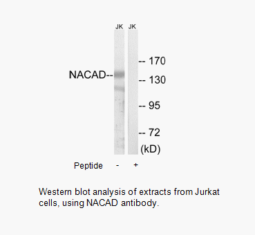 Product image for NACAD Antibody