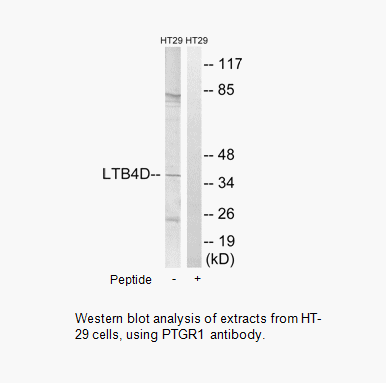 Product image for PTGR1 Antibody