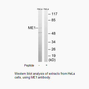 Product image for ME1 Antibody