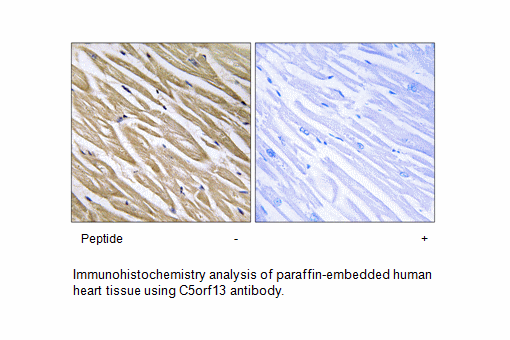 Product image for C5orf13 Antibody