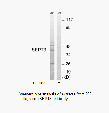 Product image for SEPT3 Antibody