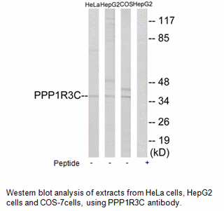 Product image for PPP1R3C Antibody