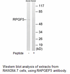 Product image for RAPGEF5 Antibody