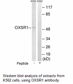 Product image for OXSR1 Antibody