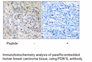 Product image for PDIK1L Antibody