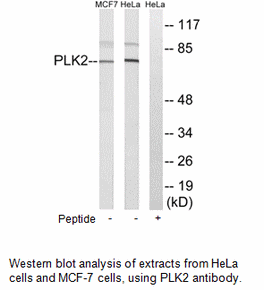 Product image for PLK2 Antibody