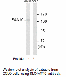 Product image for SLC4A8/10 Antibody