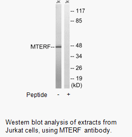 Product image for MTERF Antibody