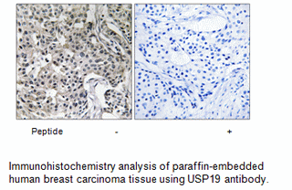 Product image for USP19 Antibody