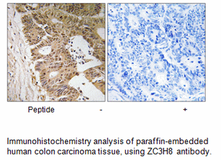 Product image for ZC3H8 Antibody