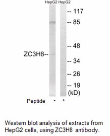 Product image for ZC3H8 Antibody