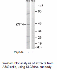 Product image for SLC30A4 Antibody