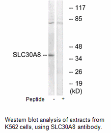 Product image for SLC30A8 Antibody