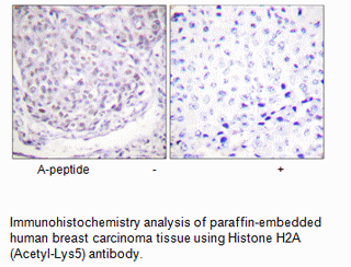 Product image for Histone H2A (Acetyl-Lys5) Antibody