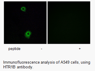 Product image for HTR1B Antibody