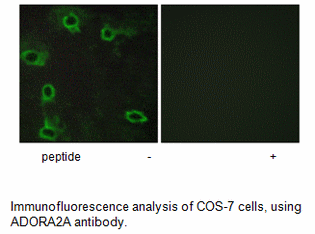 Product image for ADORA2A Antibody