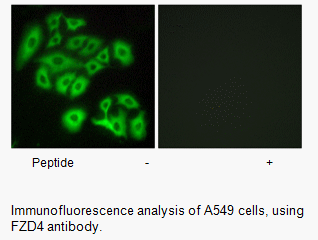 Product image for FZD4 Antibody