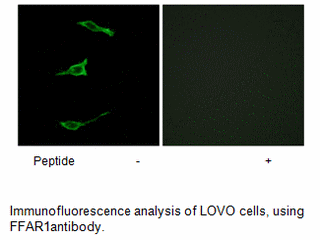 Product image for FFAR1 Antibody