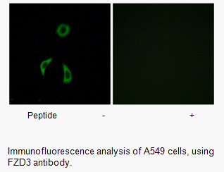 Product image for FZD3 Antibody