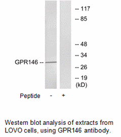 Product image for GPR146 Antibody